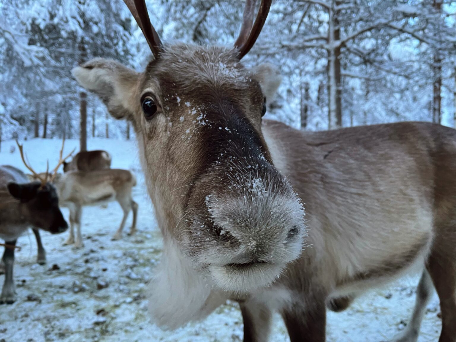 Urlaub im PhyäLuosto Nationalpark in Finnland sasseweitundweg.de